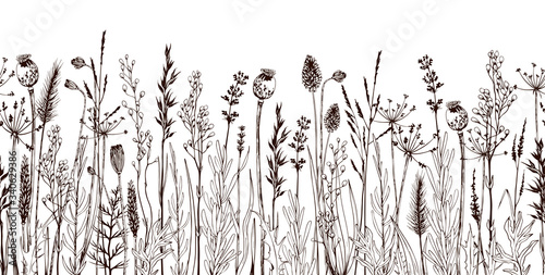 seamless-horizontally-border-with-meadow-wild-flowers-and-herbs