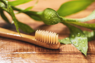 Bamboo plant and eco-friendly toothbrush