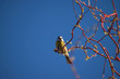 Cyanistes caeruleus. Small tit-like songbird. Bird sitting on a willow branch. Blue sky.