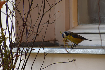 Wall Mural - Cyanistes caeruleus. The bird builds a nest. It carries moss and grass into its nest in its beak. Small tit-like songbird. It stands on the window sill.