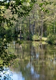 Fototapeta Krajobraz - 40 Acre Pit, trees reflected in calm lake in Pear Wood next to Stanmore Country Park, Stanmore, Middlesex, UK.
