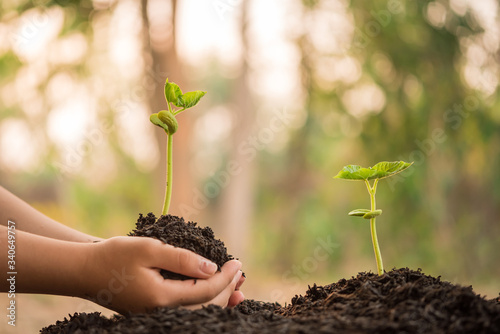 Fotografía hand holding and caring a green plant over lighting background, planting tree, environment, background