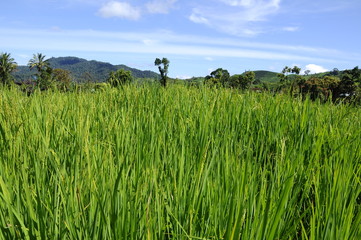 Wall Mural - Rice field or paddy field in Malaysia. Paddy plant is still young about a few weeks old.
