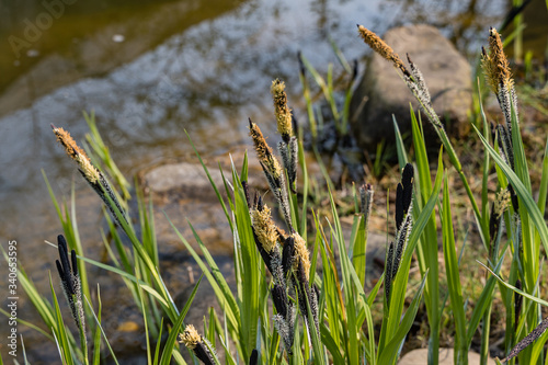 Cuadros en Lienzo Blooming sedge Carex nigra (Carex melanostachya) Black or ordinary sedge on banks of pond
