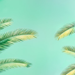 Sticker - Tropical palm tree with sunlight on mint colored background with copy space. Summer vacation and nature travel concept. Vintage tone filter effect.