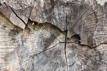 Old and weathered wood 