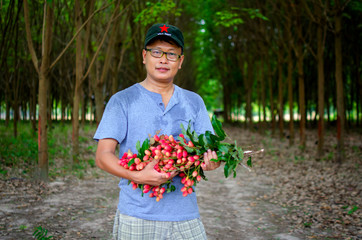 Wall Mural - Asian man farmer holding native red fruit in blurred background