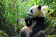 © wusuowei - Cute giant panda bear eating bamboo