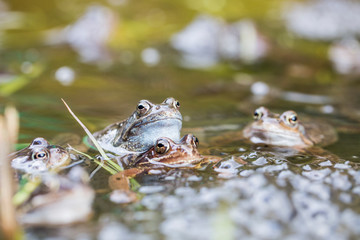 Frösche im Teich