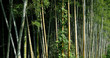 bamboo forest somewhere in Japan