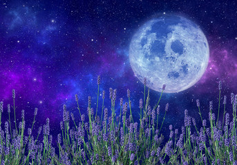 Wall Mural - supermoon or flower moon, lavender flowers, space, nebula and stars. elements of this image furnishe