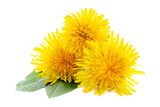 Fototapeta Psy - Three dandelions with leaves isolated on white background. Yellow dandelion flowers and green leaves isolated on a white background. Yellow dandelion flowers on a white background. Healing herbs.