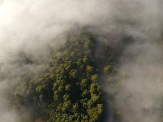  fog in the forest aerial view 