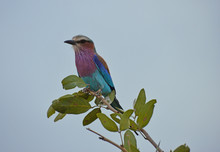 Kolorowy Ptak W Republice Południowej Afryki - RPA