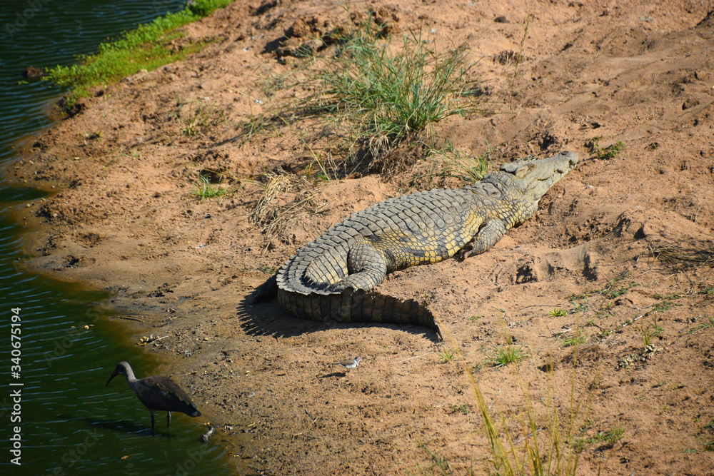 Krokodyl, Afrykański gad wygrzewa się w Słońcu na brzegu rzeki - obrazy, fototapety, plakaty 