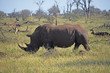 Nosorożec - Republika Południowej Afryki