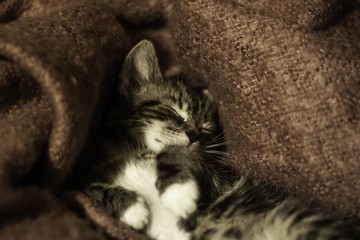 Sticker - Closeup of a cute tabby kitten sleeping comfortably on a couch