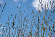© Liliya - Young spring branches with willow buds on the background of blue sky.