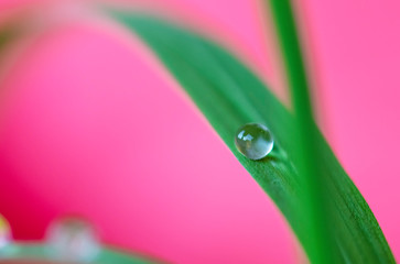 Close-up drops of water on a stem of grass. Flowers macro photography. Nature background.