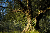 Fototapeta Na ścianę - Very old olive tree located in Slovenia