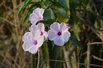 Wall Mural - Pink morning glory or Ipomoea carnea flowers in the garden