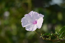 Pink Morning Glory Or Ipomoea Carnea Flowers In The Garden