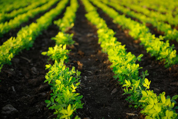 indian ground nuts field, Agricultural background