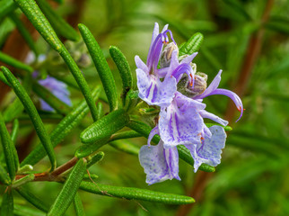 Spring Rosmarin close up view to young shoots 