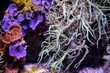 Blick in eine Unterwasserwelt mit Pflanzen, Ein bewachsenes Riff.
