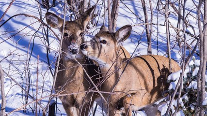 Two deers in the foods in the winter, Canada