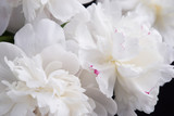 Closeup of White Peonies