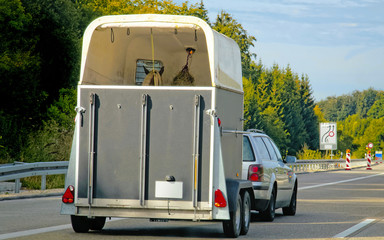 Sticker - Car and horse trailer in road in Switzerland reflex