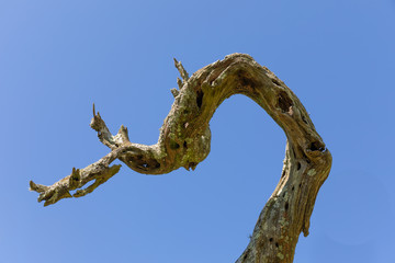 large branch of driftwood isolated against a blue sky, twisted wood with moss and lichen, abstract, 