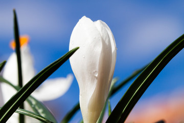 Crocus vernus white flower