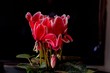 Cyclamen persicum ,bouquet of flowers,red flowers,
black background cyklamen perski