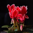 Cyclamen persicum  , bouquet of flowers,Cyklamen Perski,czerwone kwiaty