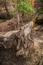 Fallen Tree In The Forest