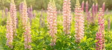 Blooming Lupine Flowers. A Field Of Lupines. Sunny Summer Flower Background