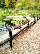 Otter In The Zoo