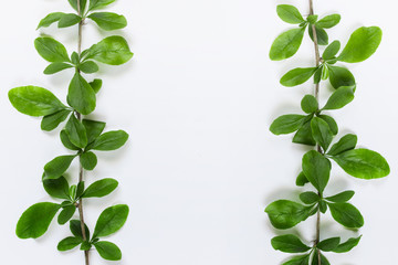 Two branches of wild plant with green leaves on white background. Photo with copy blank space.