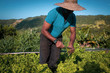 © EZ PHOTOS - Proud organic farmer man from a quilombola community