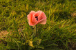 Beautiful pink poppy blooming in the garden on sunset