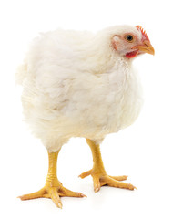 Poster - White big hen.