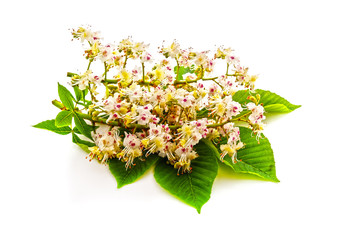 Wall Mural - Chestnut flower with leaves.