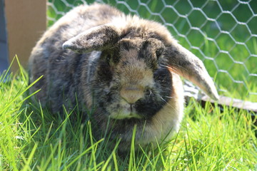 Harlequin Rabbit