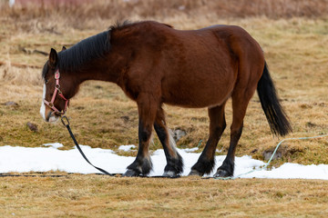 An old brown horse with a dark brown mane bends its head eating grass in a field. The animal has a large middle, long black tail and has a bridle tied to a rope.