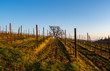A hillside view of an Oregon vineyard, lines of vines leading to a winter oak tree on the horizon, bare vines on wire trellis. 
