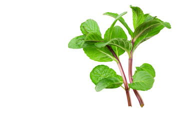 Wall Mural - Fresh mint plant isolated on white background. top view