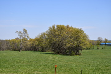 Wall Mural - Field