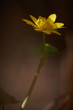 Samotny wiosenny żółty kwiatek polny w zbliżeniu i delikatnym oświetleniu